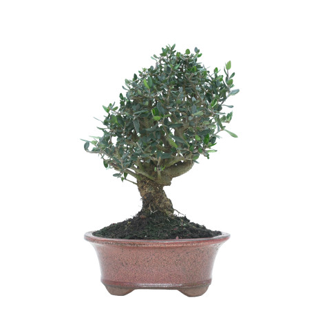 OLIVO SILVESTRE 16024