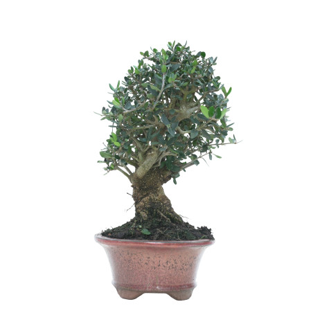 OLIVO SILVESTRE 16024