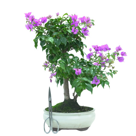 BOUGAINVILLEA GLABRA 16035
