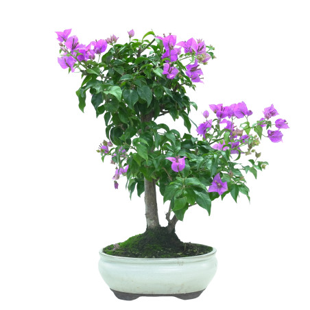BOUGAINVILLEA GLABRA 16035
