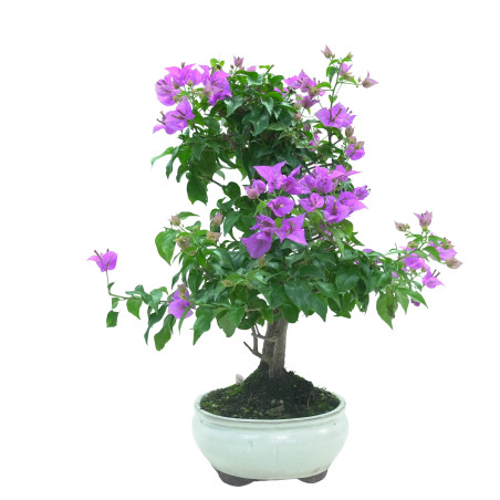 BOUGAINVILLEA GLABRA 16035