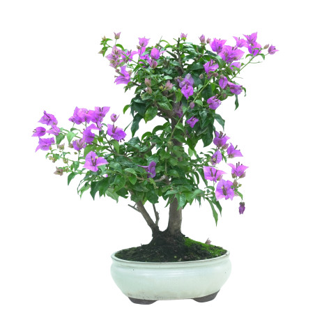 BOUGAINVILLEA GLABRA 16035