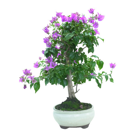 BOUGAINVILLEA GLABRA 16035