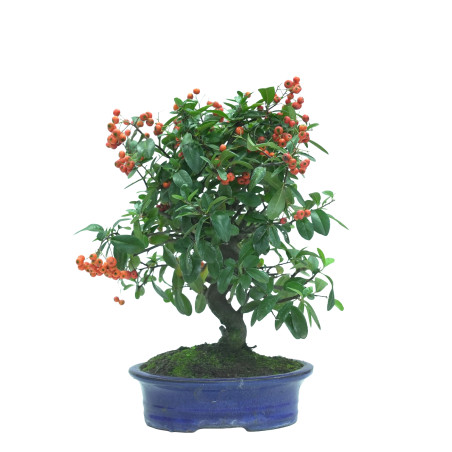 PYRACANTHA 16037
