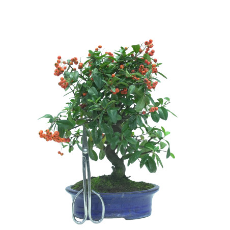 PYRACANTHA 16037
