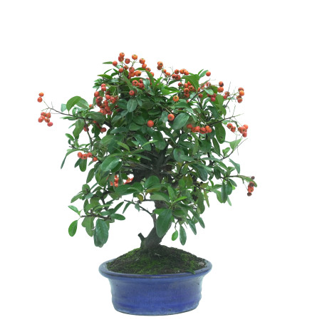 PYRACANTHA 16037