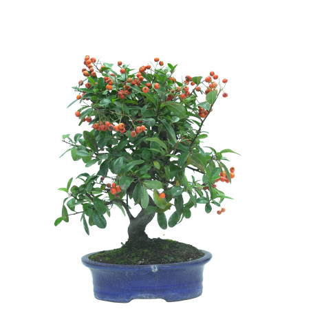 PYRACANTHA 16037