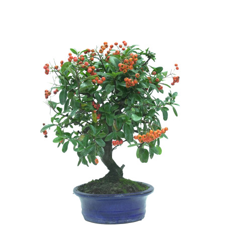 PYRACANTHA 16037