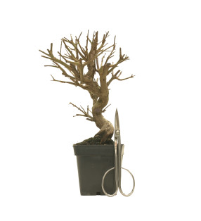 GRANADO NEJIKAN 16199