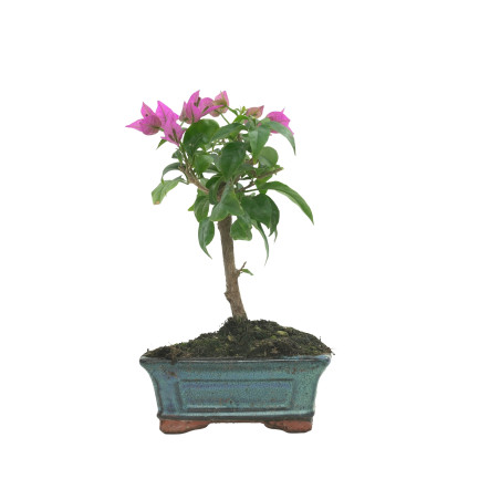 BOUGAINVILLEA GLABRA 16206