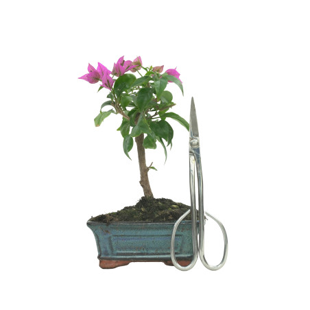 BOUGAINVILLEA GLABRA 16206