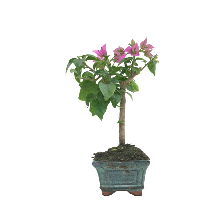 BOUGAINVILLEA GLABRA 16206