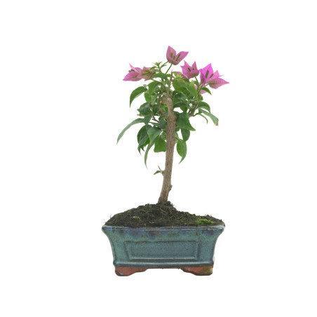 BOUGAINVILLEA GLABRA 16206
