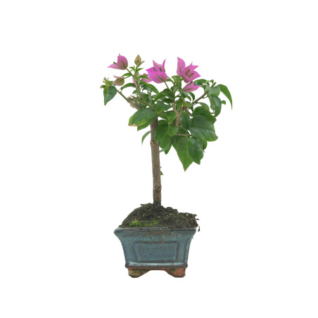 BOUGAINVILLEA GLABRA 16206