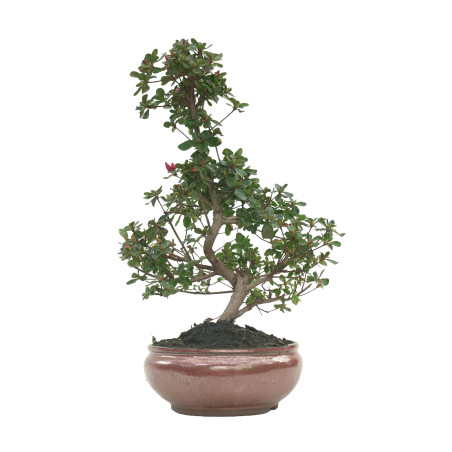 AZALEA 16214