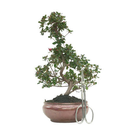 AZALEA 16214