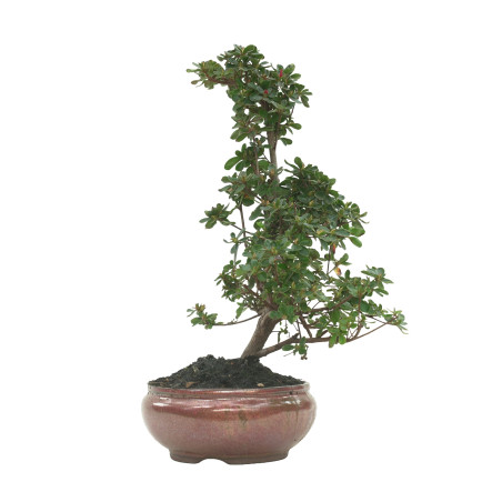 AZALEA 16214