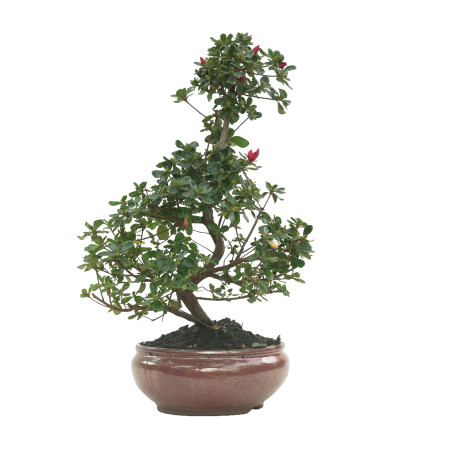 AZALEA 16214