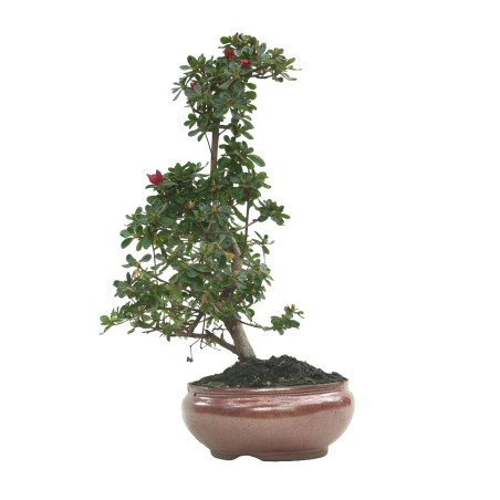 AZALEA 16214