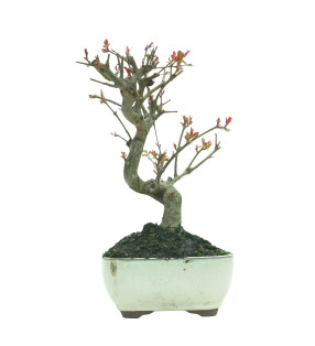 GRANADO NEJIKAN 16227