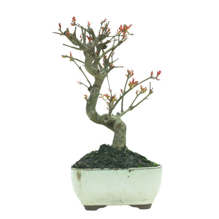 GRANADO NEJIKAN 16227