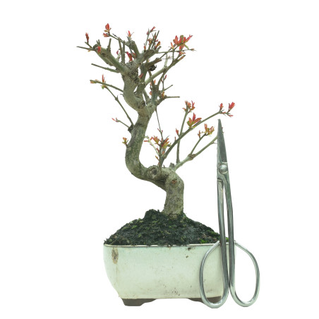 GRANADO NEJIKAN 16227