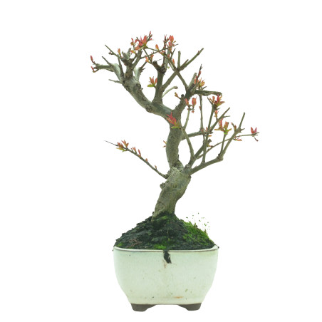 GRANADO NEJIKAN 16227