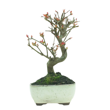 GRANADO NEJIKAN 16227