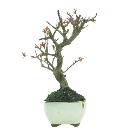 GRANADO NEJIKAN 16227