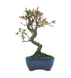 GRANADO NEJIKAN 16228