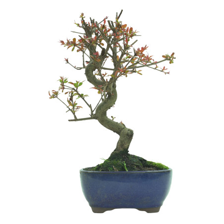 GRANADO NEJIKAN 16228