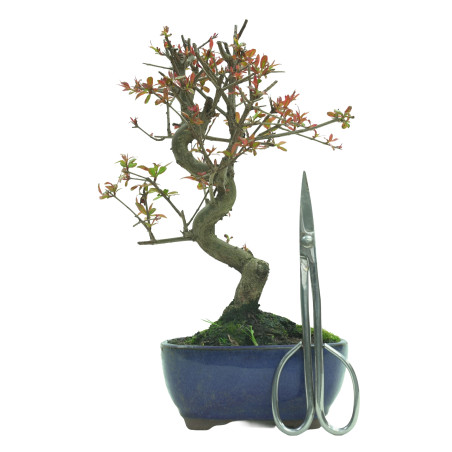 GRANADO NEJIKAN 16228