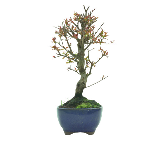 GRANADO NEJIKAN 16228