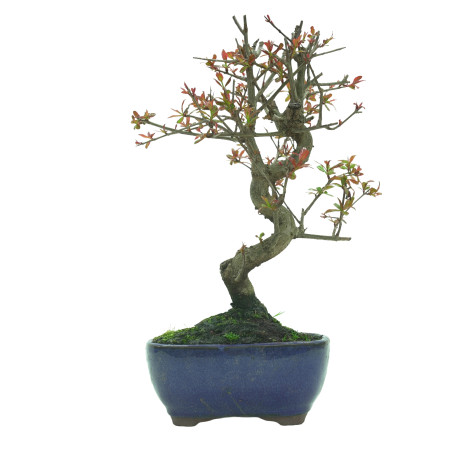 GRANADO NEJIKAN 16228