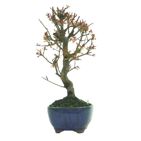 GRANADO NEJIKAN 16228