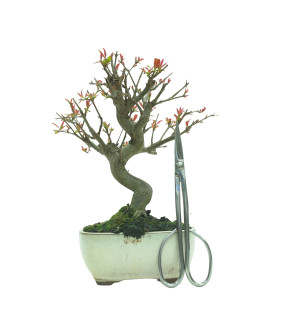 GRANADO NEJIKAN 16229