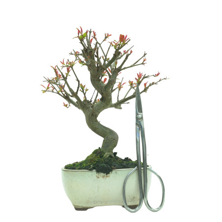 GRANADO NEJIKAN 16229