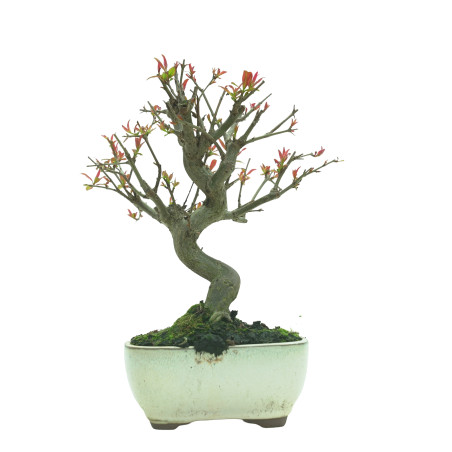 GRANADO NEJIKAN 16229