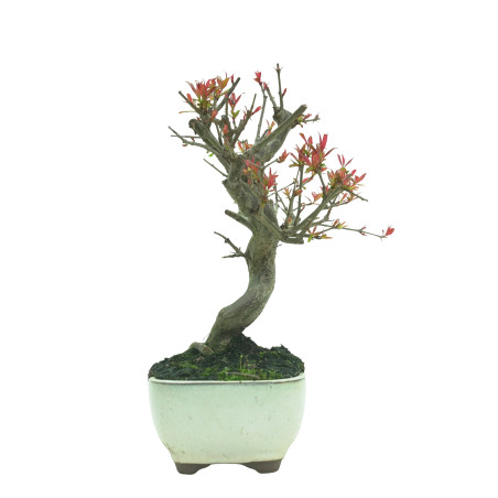 GRANADO NEJIKAN 16229