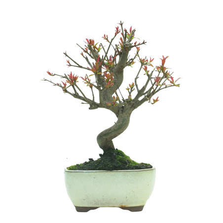 GRANADO NEJIKAN 16229