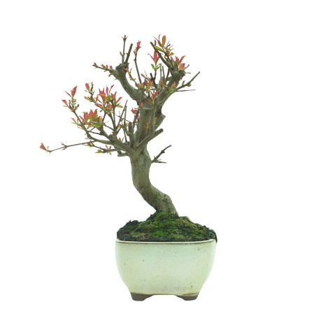 GRANADO NEJIKAN 16229