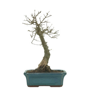 ARCE BUERGERIANUM 16239