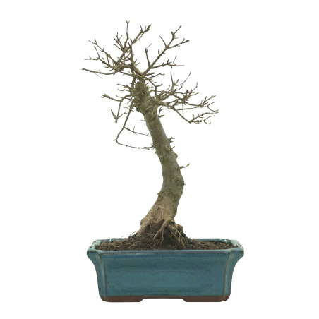 ARCE BUERGERIANUM 16239