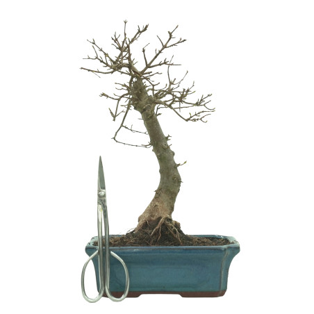 ARCE BUERGERIANUM 16239