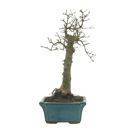 ARCE BUERGERIANUM 16239