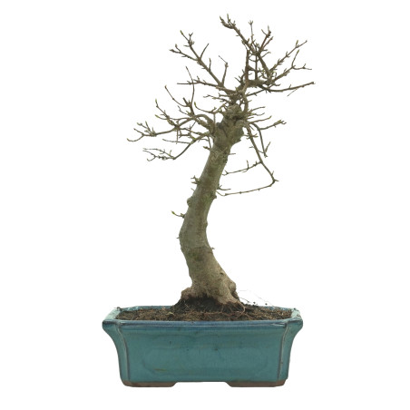 ARCE BUERGERIANUM 16239