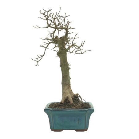 ARCE BUERGERIANUM 16239