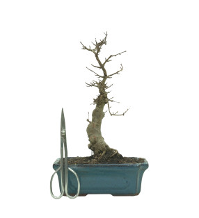 ARCE BUERGERIANUM 16240