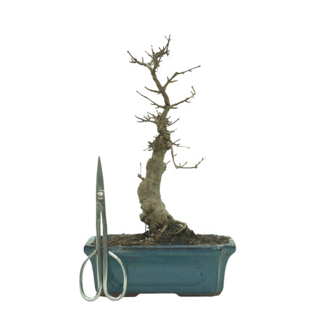 ARCE BUERGERIANUM 16240