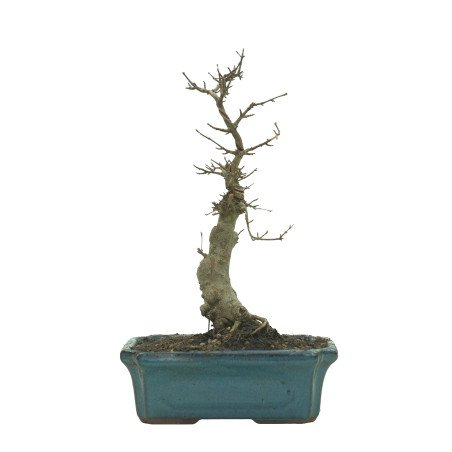 ARCE BUERGERIANUM 16240